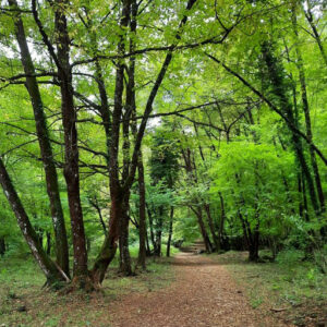 Laboratorio Green therapy