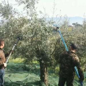 La raccolta delle Olive